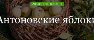 Анализ «Антоновские яблоки» Бунин