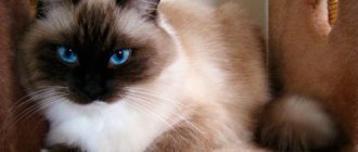 Кошка с голубыми глазами.
