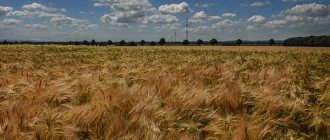 Nature in verse a. A. feta: analysis of the poem “rye is ripening over a hot field” 